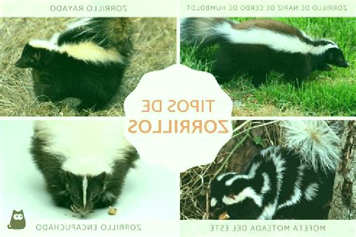 escort Los Reyes (Zorrillos)