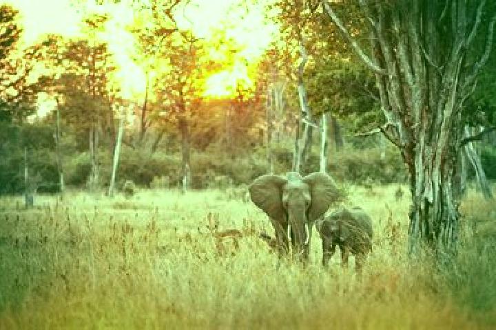 escort Luangwa