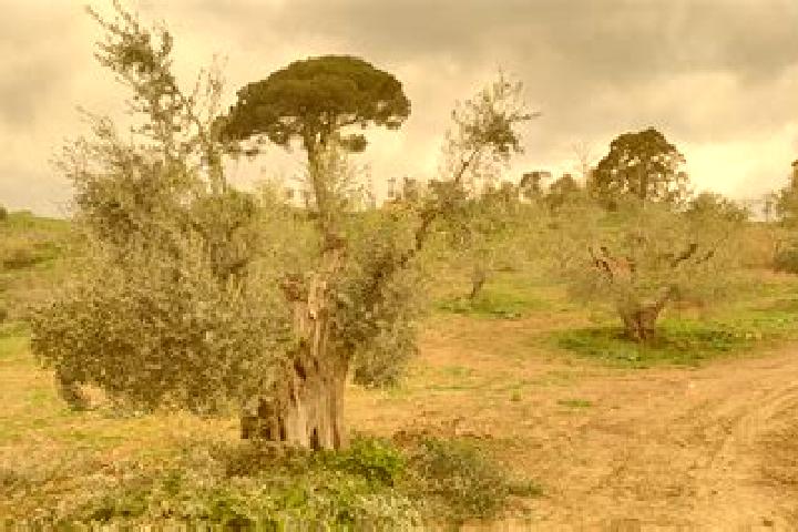 escort Macchia Valfortore
