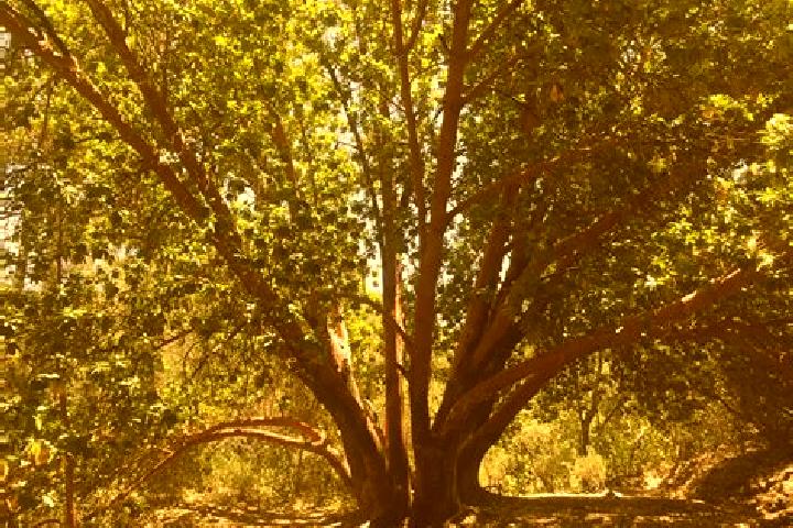 escort Madrone