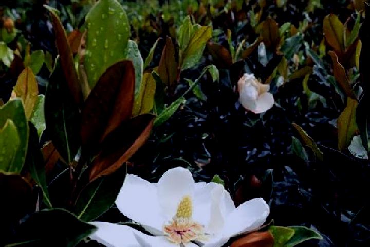 escort Magnolia