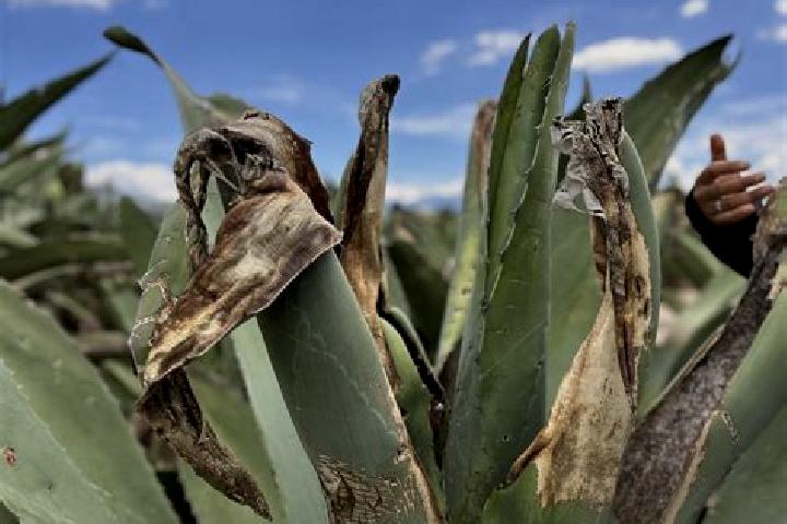 escort Maguey Largo