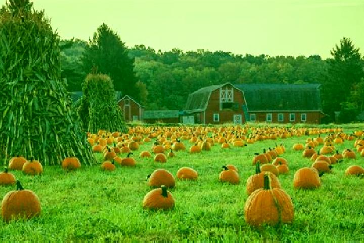 escort Many Farms