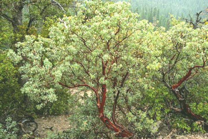 escort Manzanita
