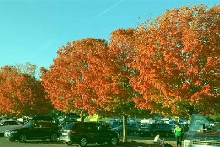 escort Maple Glen