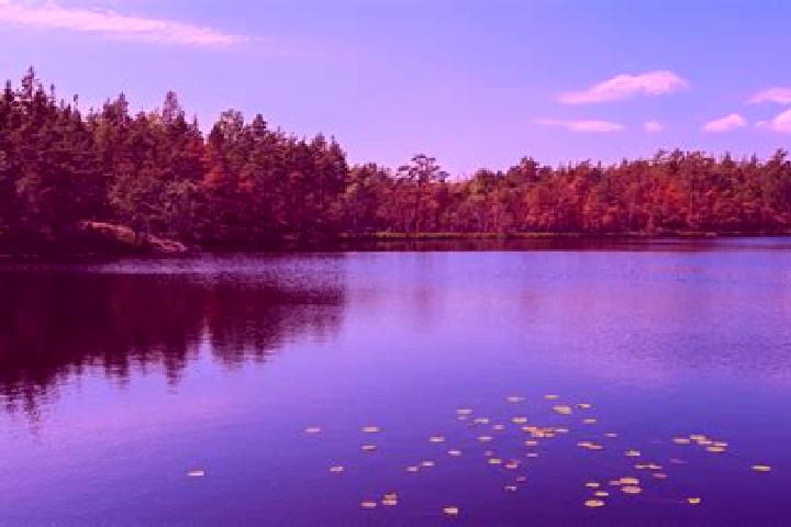 escort Maple Lake