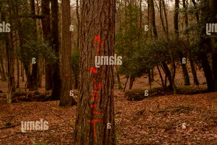 escort Marked Tree