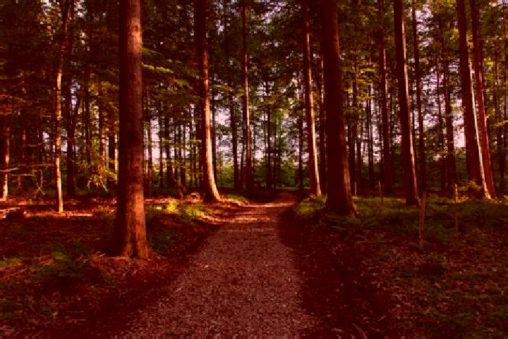 escort Markt Wald