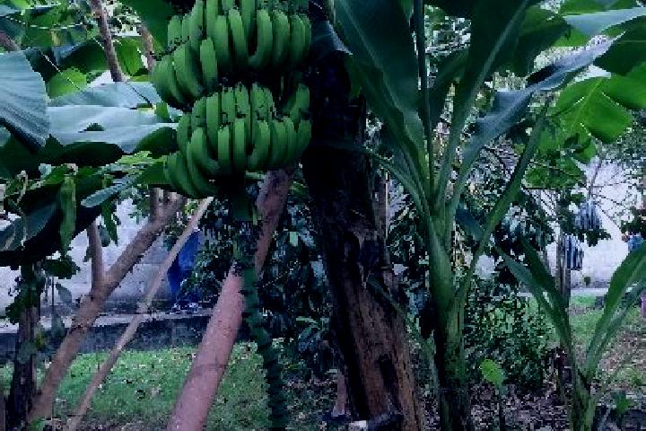 escort Mata de Platano