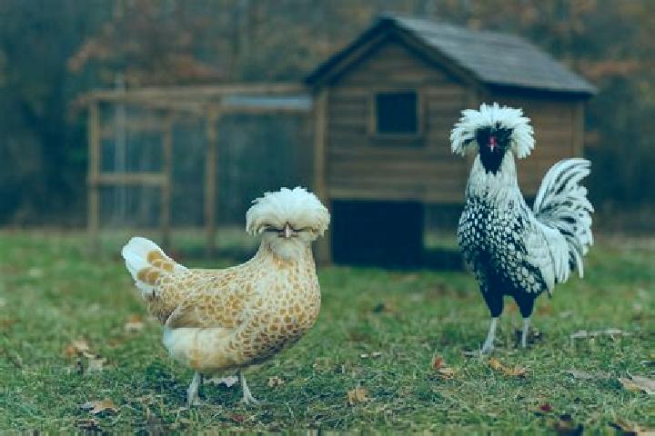 escort Mata Gallina