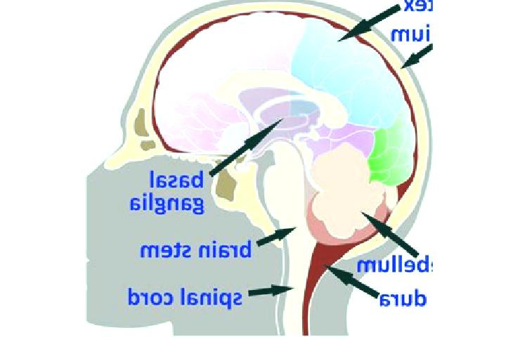 escort Medulla