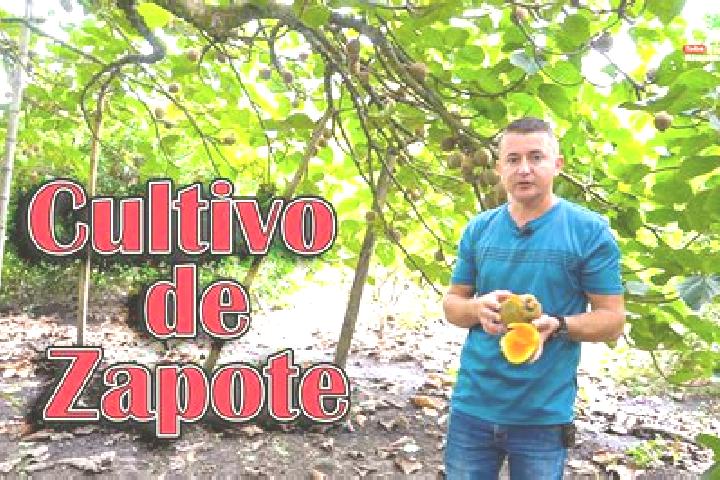 escort Meson Zapote