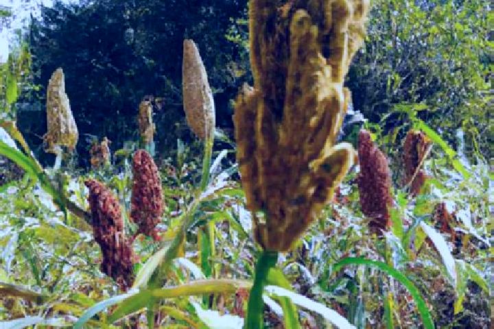 escort Millet