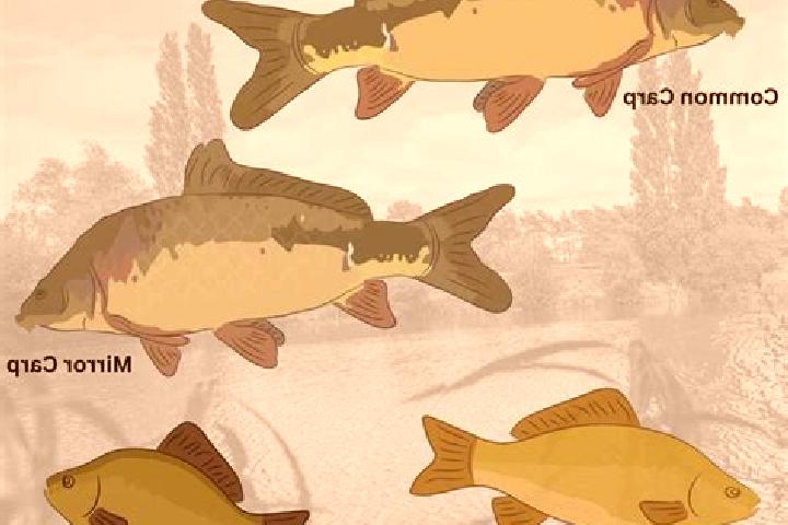 escort Moara Carp