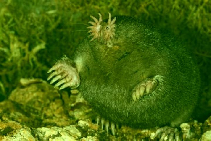 escort Mole