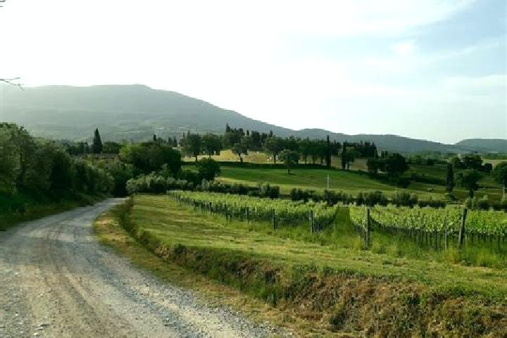 escort Molino-Mozzi-Bittarelli