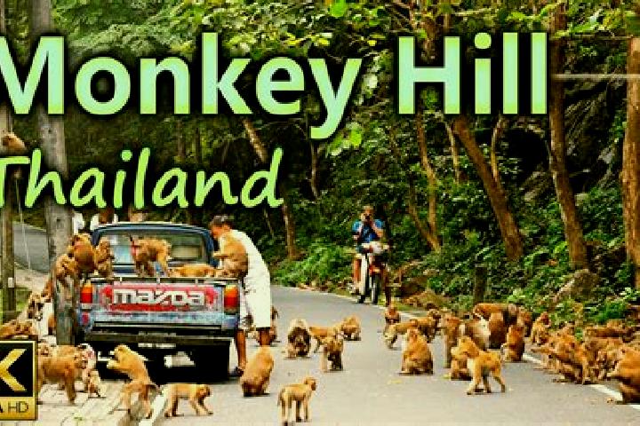 escort Monkey Hill