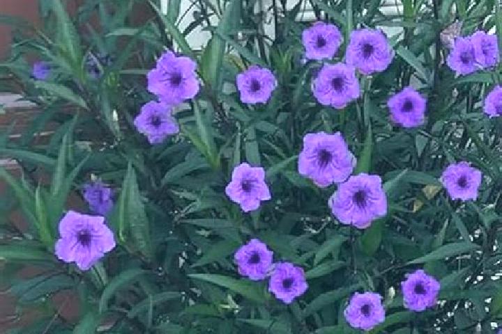 escort Morada