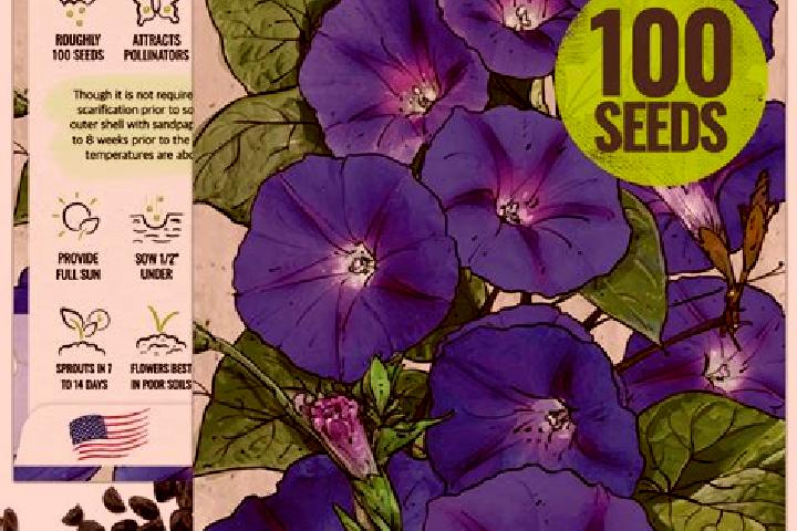 escort Morning Glory