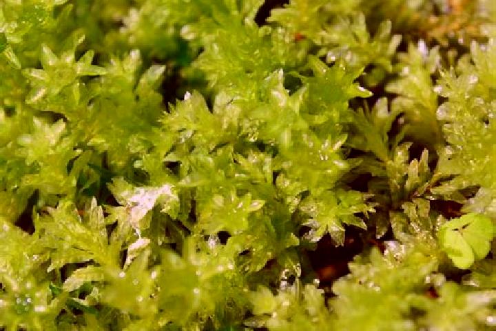 escort Mosses
