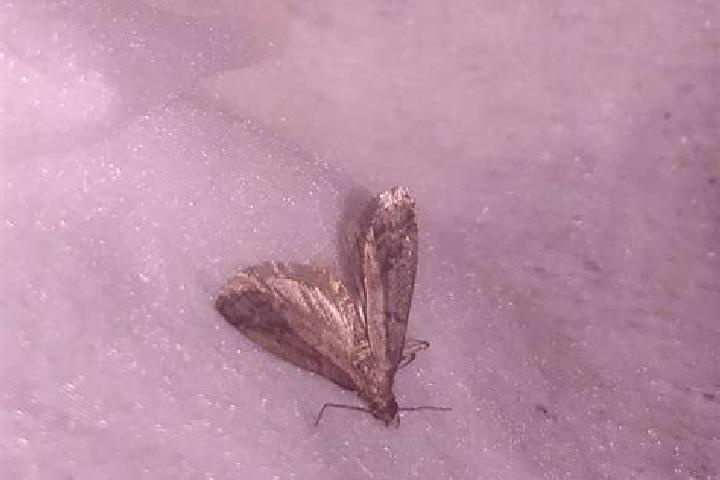 escort Moth