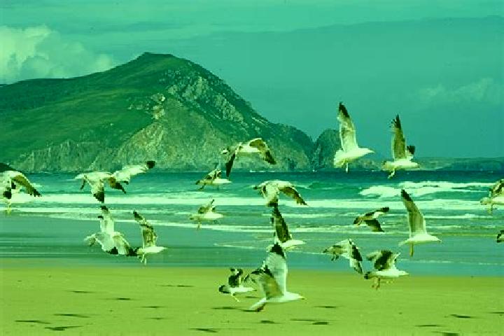 escort Mouettes