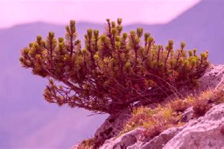 escort Mountain Pine
