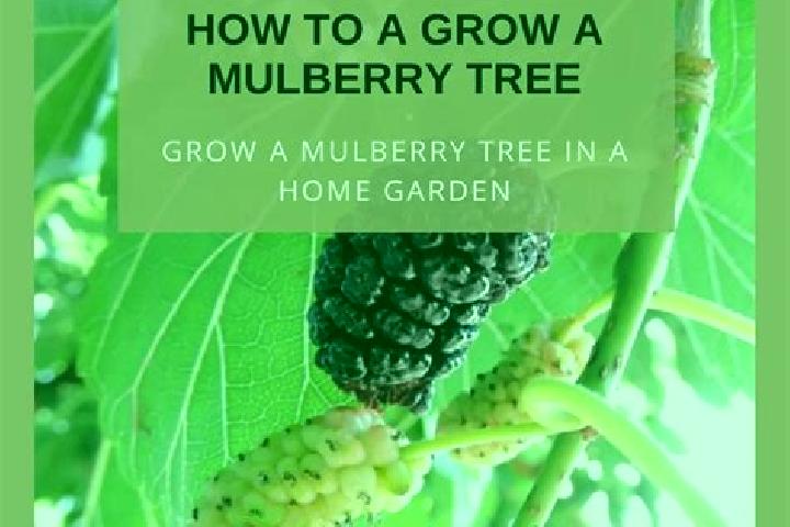escort Mulberry