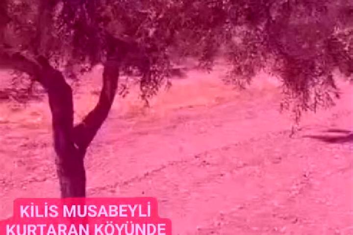 escort Musabeyli
