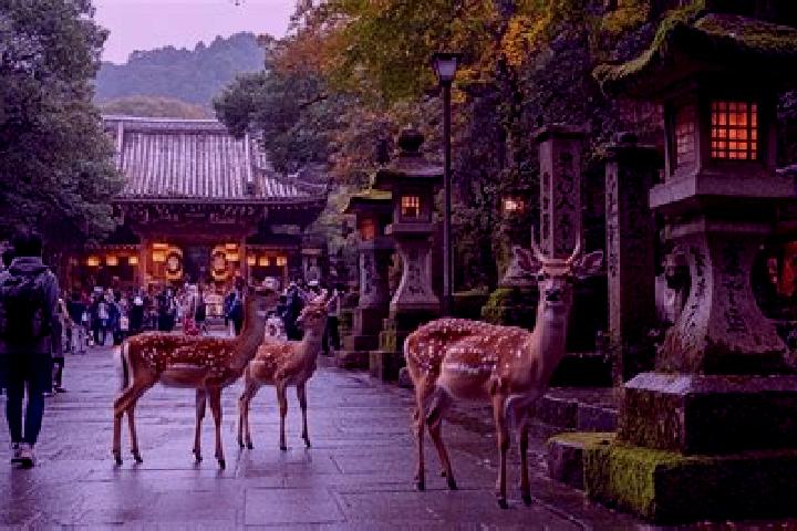 escort Nara-shi