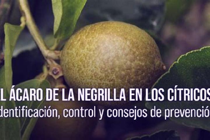 escort Negrilla de Palencia