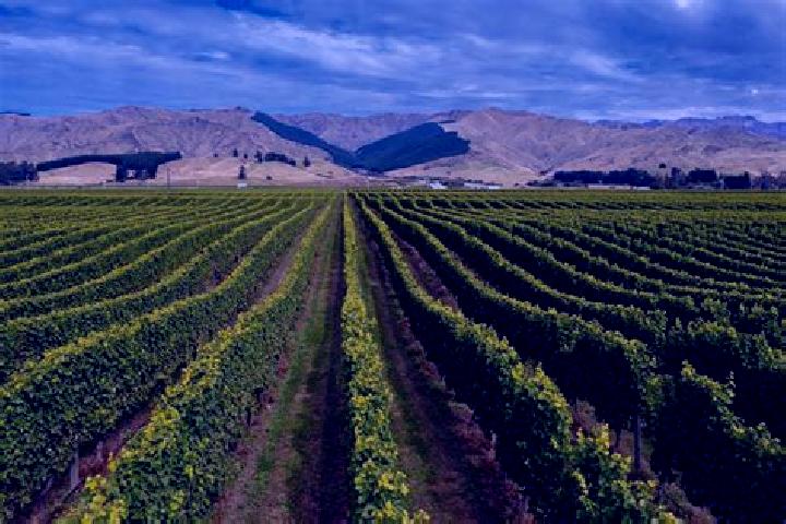 escort New Vineyard
