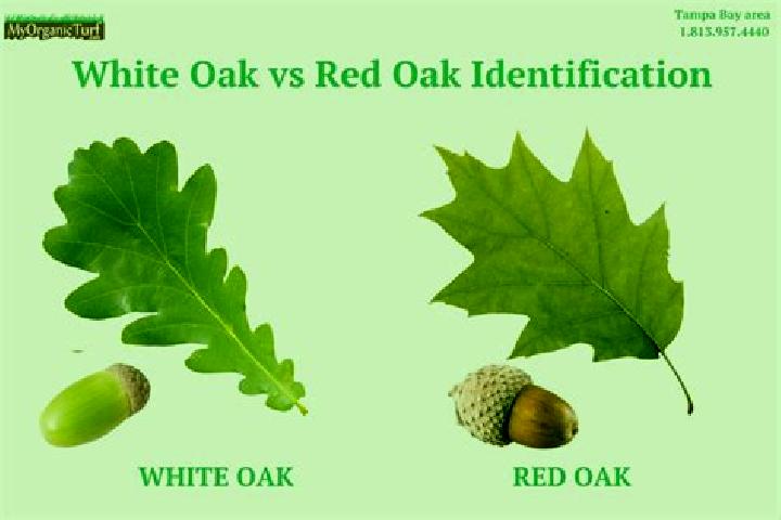 escort Oak Leaf