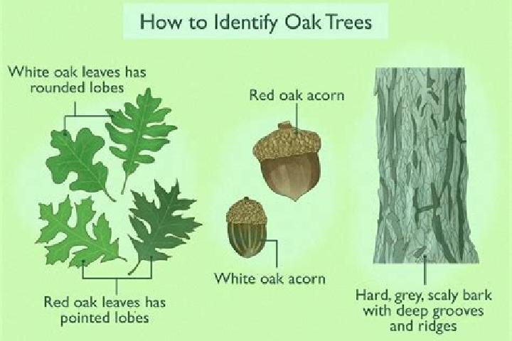 escort Oak Run