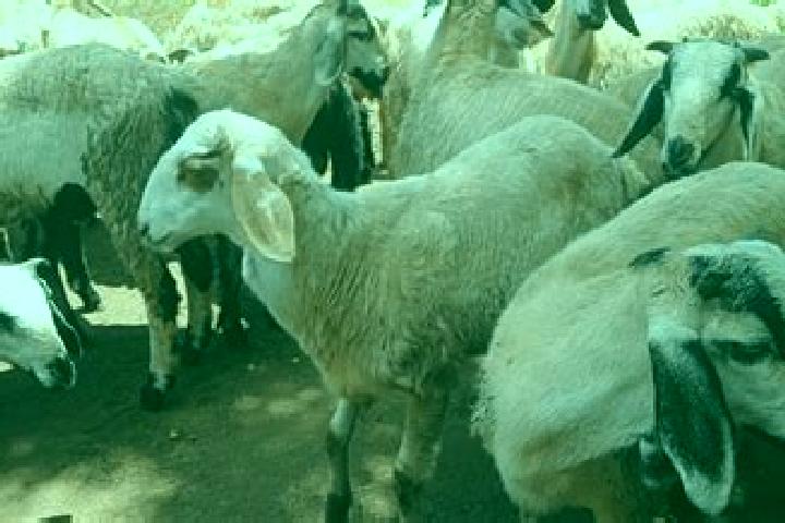 escort Olagadam