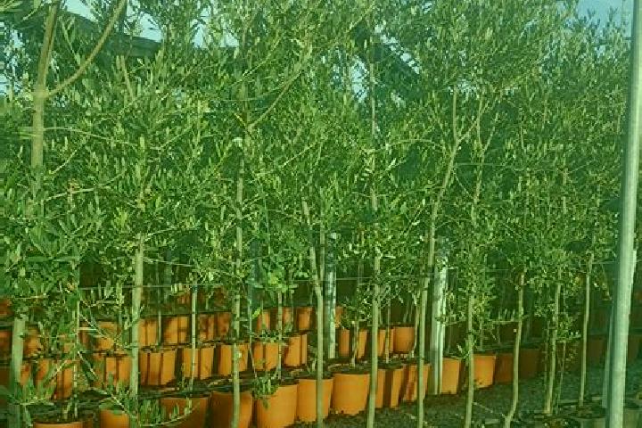 escort Olia Speciosa