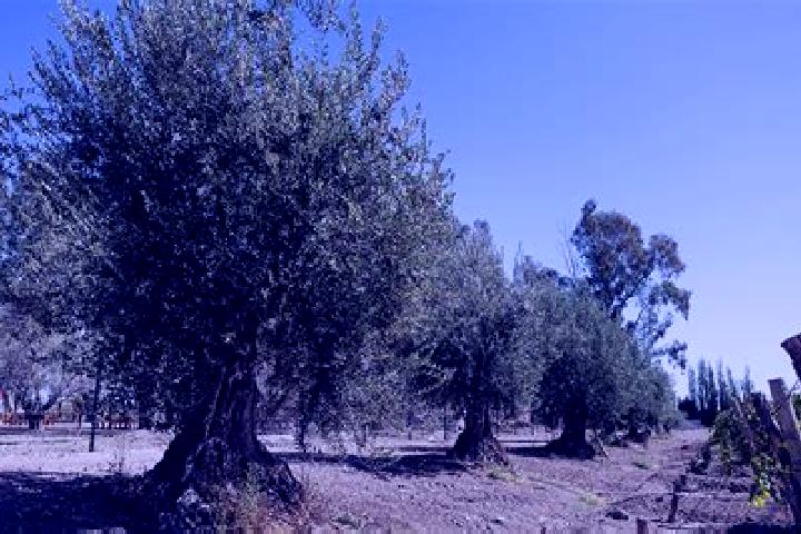 escort Olivos