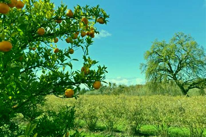 escort Orange Farm