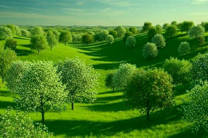 escort Orchard Grass Hills