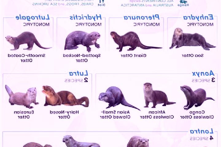 escort Otter