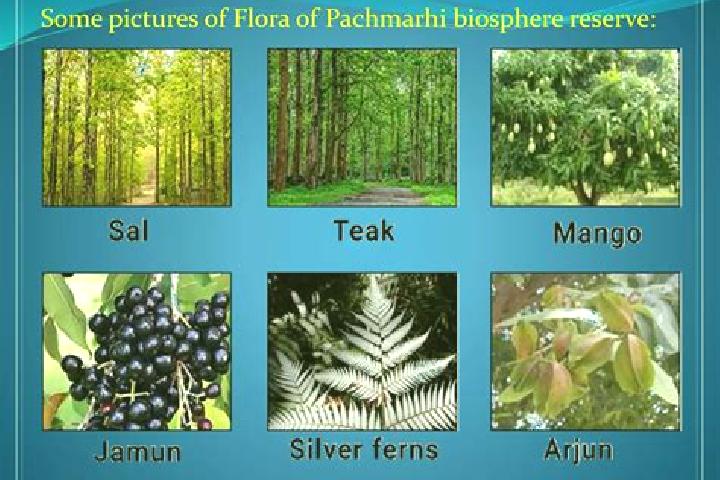 escort Pachmarhi