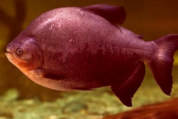 escort Pacu