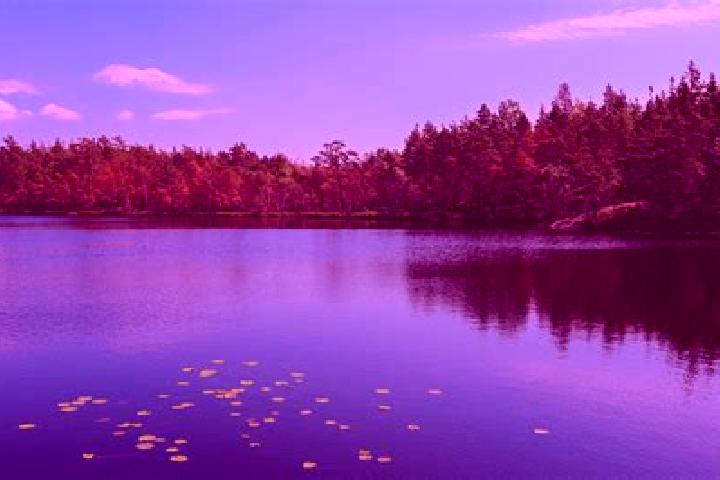 escort Paddock Lake