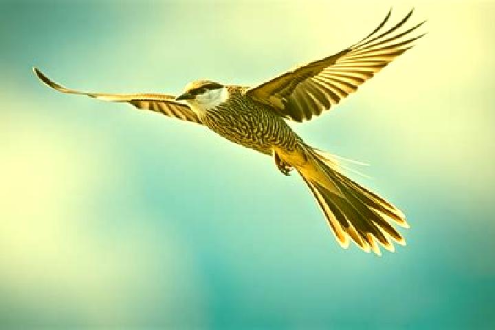 escort Pajaro