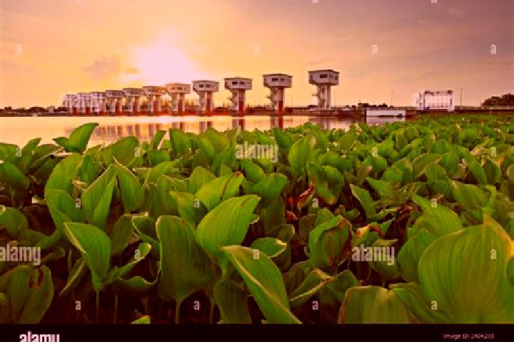 escort Pak Phanang