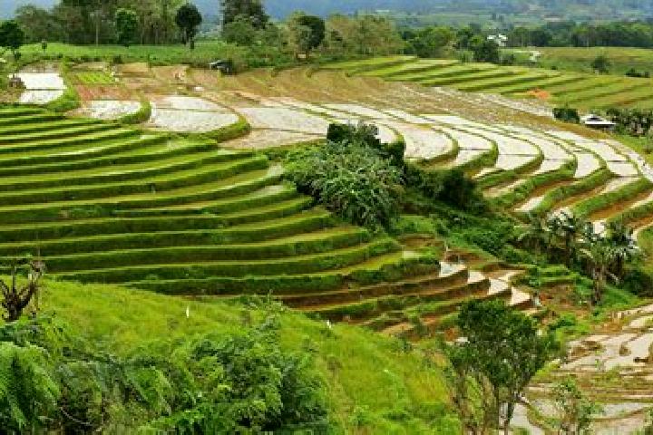 escort Palampas