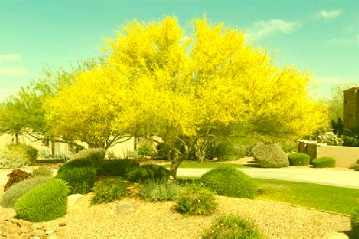 escort Palo Amarillo