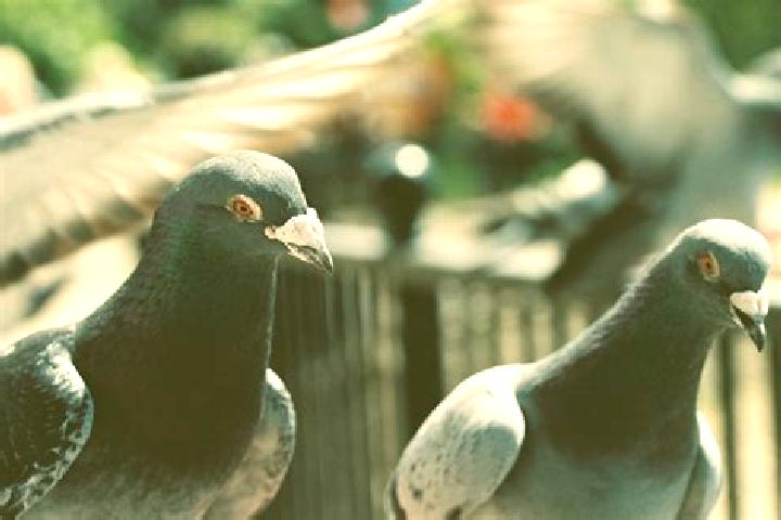 escort Palomas