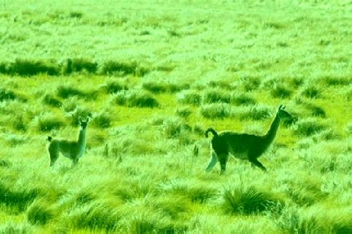 escort Pampa de los Guanacos