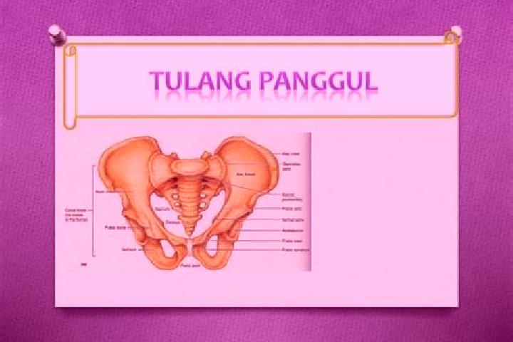 escort Panggul